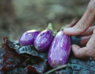 Eggplant